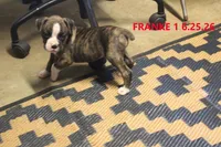 Frankie, a male Boxer for sale in Frontier, MI – 1 of 3