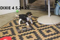 Dixie, a female Beagle for sale in Frontier, MI – 2 of 3