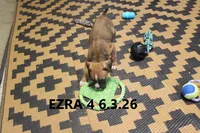 Ezra, a male Boxer for sale in Frontier, MI – 3 of 3
