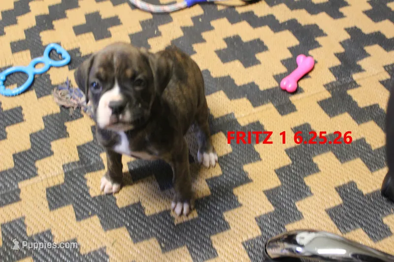 Fritz – Boxer puppy for sale in Frontier, MI