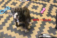 Fritz, a male Boxer for sale in Frontier, MI – 1 of 3