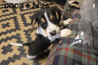 Doc, a male Beagle for sale in Frontier, MI – 4 of 4
