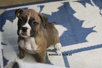 Bonnie, a female Boxer for sale in Frontier, MI – Photo 1 of 5