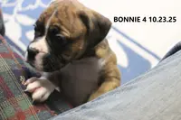 Bonnie, a female Boxer for sale in Frontier, MI – Photo 5 of 5