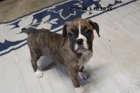 Bonnie, a female Boxer for sale in Frontier, MI – Photo 2 of 5