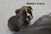 Bonnie, a female Boxer for sale in Frontier, MI – Photo 4 of 5