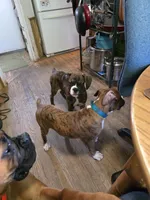 Fabian, a male Boxer for sale in Frontier, MI – 4 of 6
