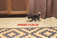 GINGER, a female Beagle for sale in Frontier, MI – 3 of 3