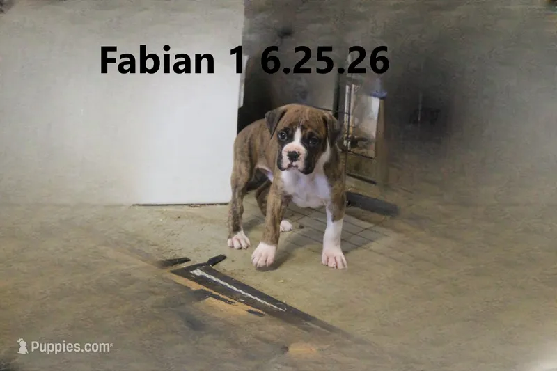 Fabian, a male Boxer for sale in Frontier, MI – 1 of 3
