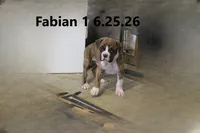 Fabian, a male Boxer for sale in Frontier, MI – 1 of 3