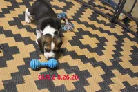 GUS, a male Beagle for sale in Frontier, MI – 2 of 3