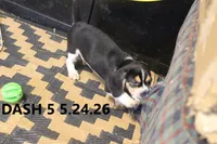 Dash, a male Beagle for sale in Frontier, MI – 5 of 5