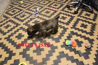 Fritz, a male Boxer for sale in Frontier, MI – 3 of 3