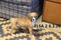 ELSA, a female Boxer for sale in Frontier, MI – 1 of 3