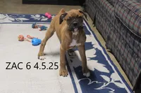 Zac, a male Boxer for sale in Frontier, MI – Photo 2 of 3