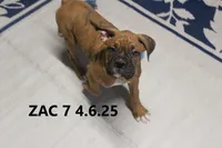 Zac, a male Boxer for sale in Frontier, MI – Photo 3 of 3