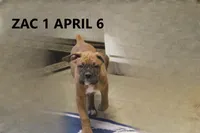 Zac, a male Boxer for sale in Frontier, MI – Photo 1 of 3