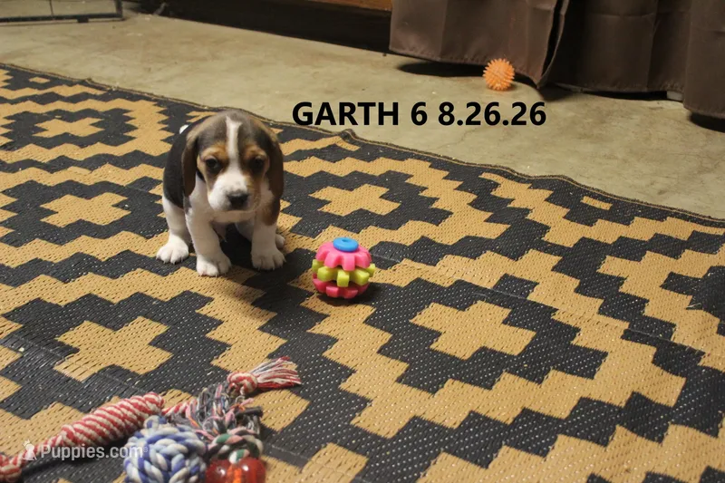 Garth – Beagle puppy for sale in Frontier, MI