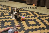 Garth, a male Beagle for sale in Frontier, MI – 1 of 3
