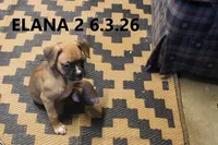 Elana, a female Boxer for sale in Frontier, MI – 3 of 3
