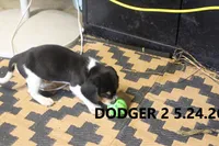 Dodger, a male Beagle for sale in Frontier, MI – 3 of 5