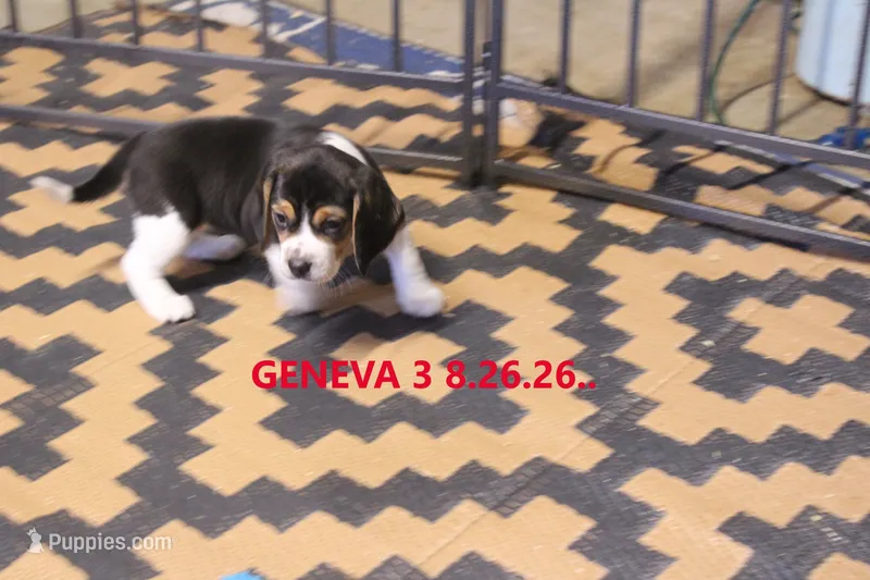 GENEVA – Beagle puppy for sale in Frontier, MI