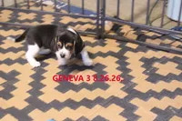 GENEVA, a female Beagle for sale in Frontier, MI – 1 of 3