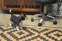Dozer, a male Beagle for sale in Frontier, MI – 1 of 5