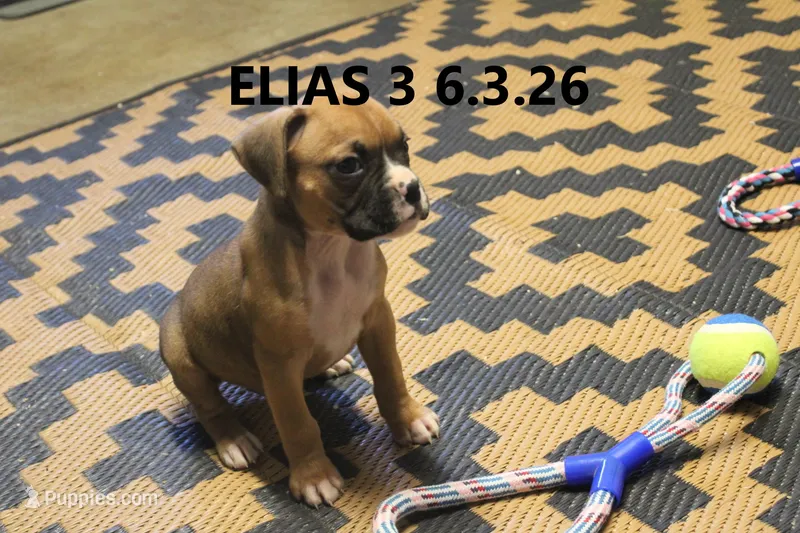 Elias – Boxer puppy for sale in Frontier, MI