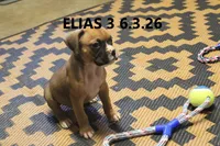 Elias, a male Boxer for sale in Frontier, MI – 1 of 2