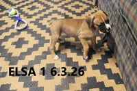 ELSA, a female Boxer for sale in Frontier, MI – 2 of 3