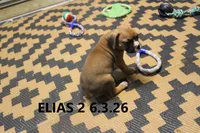 Elias, a male Boxer for sale in Frontier, MI – 2 of 2