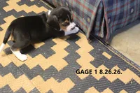 GAGE, a male Beagle for sale in Frontier, MI – 3 of 3