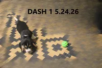 Dash, a male Beagle for sale in Frontier, MI – 2 of 5