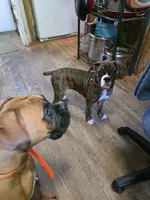 Fritz, a male Boxer for sale in Frontier, MI – 2 of 3