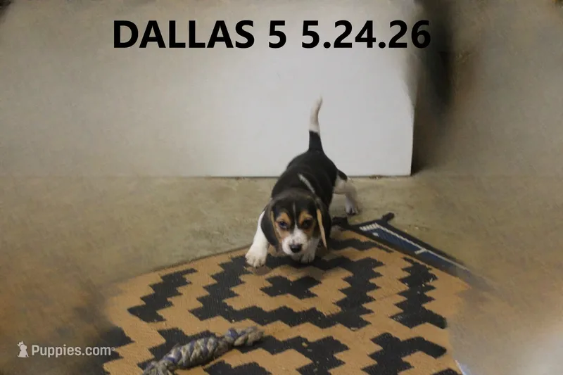 Dallas – Beagle puppy for sale in Frontier, MI