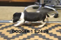 Dodger, a male Beagle for sale in Frontier, MI – 2 of 5