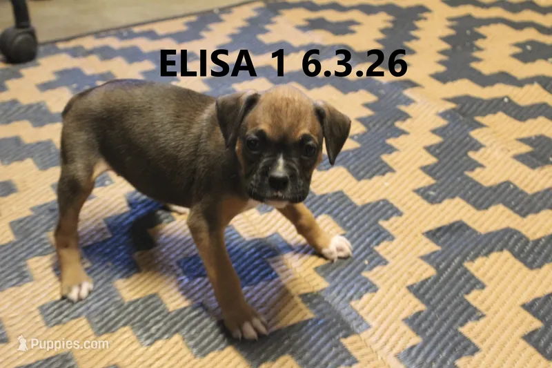 Elisa – Boxer puppy for sale in Frontier, MI