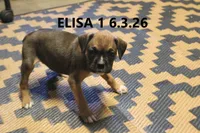Elisa, a female Boxer for sale in Frontier, MI – 1 of 2