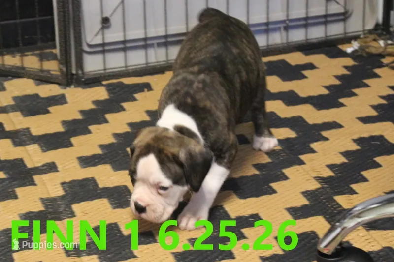 Finn, a male Boxer for sale in Frontier, MI – 1 of 3