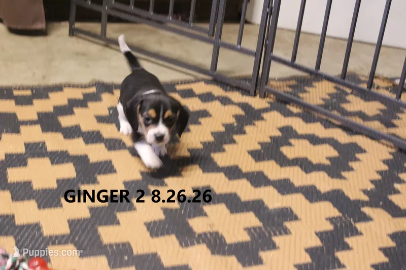 GINGER – Beagle puppy for sale in Frontier, MI