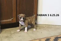 Fabian, a male Boxer for sale in Frontier, MI – 3 of 3