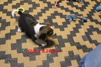 GUS, a male Beagle for sale in Frontier, MI – 3 of 3