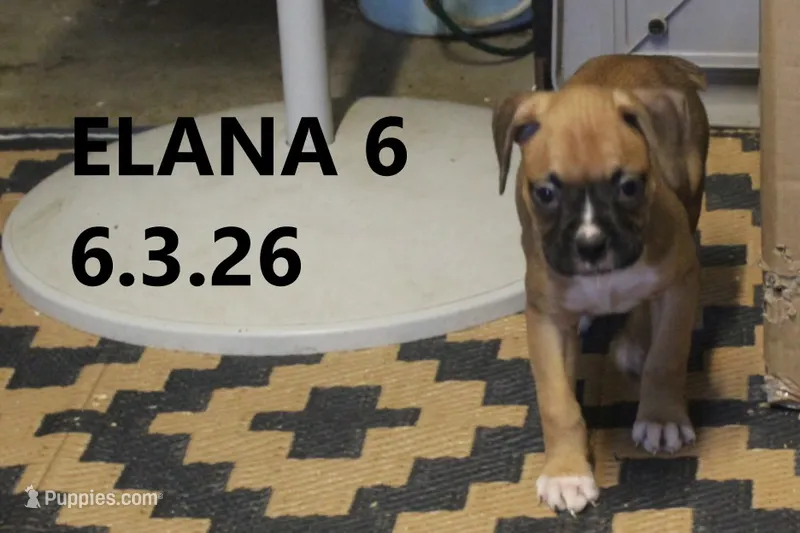Elana – Boxer puppy for sale in Frontier, MI