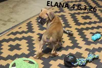Elana, a female Boxer for sale in Frontier, MI – 2 of 3