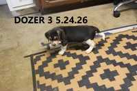 Dozer, a male Beagle for sale in Frontier, MI – 5 of 5