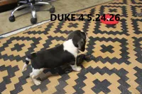 Duke, a male Beagle for sale in Frontier, MI – 4 of 4