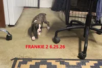 Frankie, a male Boxer for sale in Frontier, MI – 2 of 3