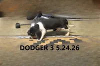 Dodger, a male Beagle for sale in Frontier, MI – 4 of 5