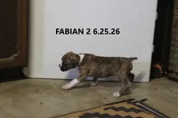 Fabian, a male Boxer for sale in Frontier, MI – 2 of 3